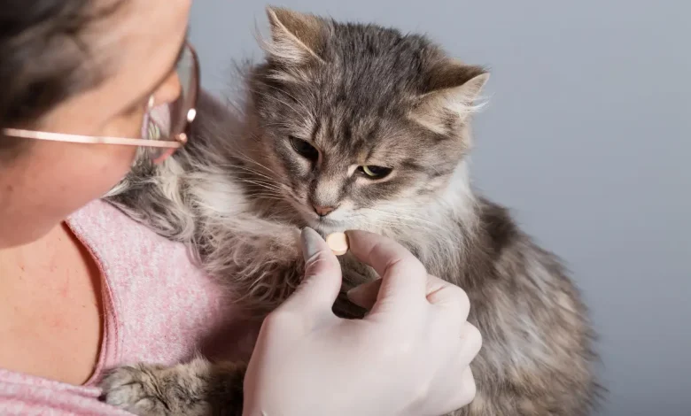 Лайфхак, як дати коту таблетку — без стресу і боротьби