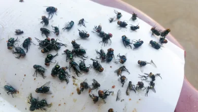 Лайфхаки від мух як я назавжди позбулася дзижчання в хаті без хімії