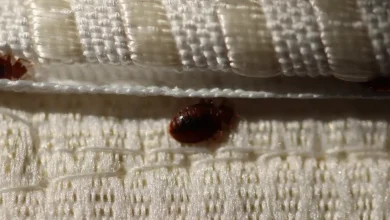 Як я позбулась клопів лайфхак, який спрацював із першого разу (і більше не повернулись)