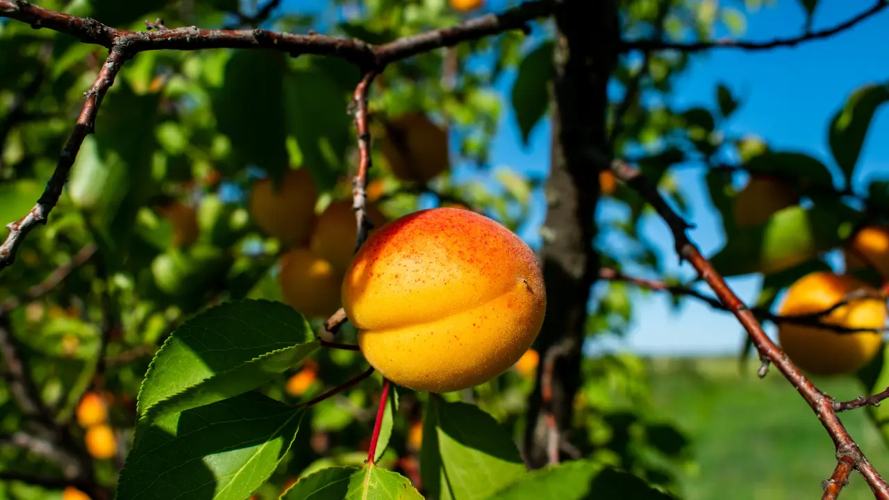 Болезни, вредители и проблемы комнатного выращивания