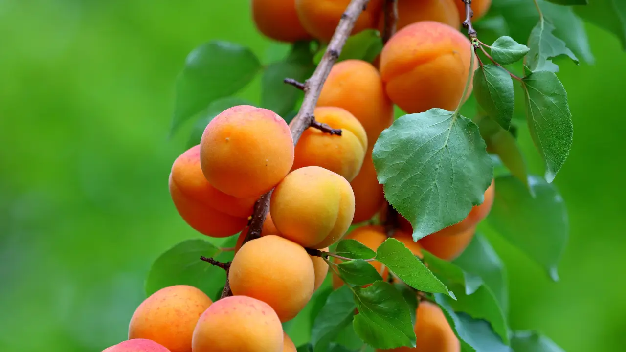 Чи буде плодоносити Як цього досягти