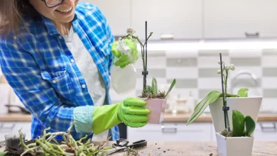 Догляд за орхідеями вдома мій досвід, покрокові поради і як врятувати рослину