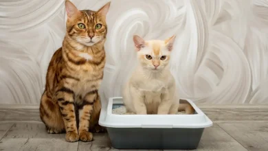 Лайфхаки, як навчити кота користуватись лотком — перевірений гід без нервів і стресу
