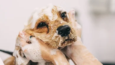 Як мити собаку вдома правильно покрокова інструкція, поради та мій досвід