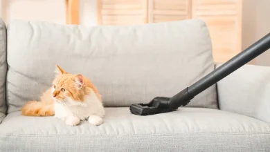 Як очистити шерсть з меблів і одягу дієві способи, які реально працюють