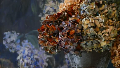 Як оживити гортензію покрокова інструкція, що реально працює