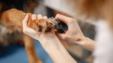Як підстригти собаці пазурі без стресу простий лайфхак, який справді працює