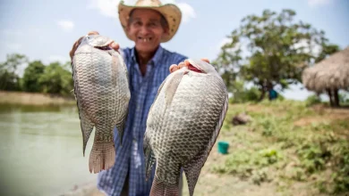Як швидко почистити рибу від луски мій перевірений спосіб без сміття й нервів