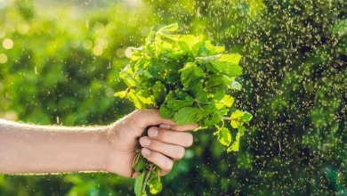 Як заготовити м’яту на зиму найкращі способи зберегти аромат і користь вдома