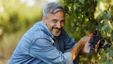 Як зберегти виноград на зиму прості способи, які справді працюють